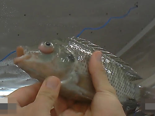דג שיתכן שחולה בסטרפטוקוקוס